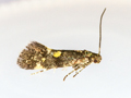 Chrysoesthia sexguttella